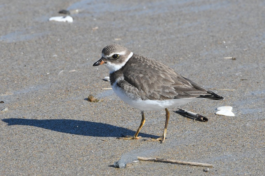 Plover, Semipalmated, 2017-10278773 Parker River NWR, MA.JPG - Semipalmated Plover. Parker River National Wildlife Refuge, MA, 10-27-2017